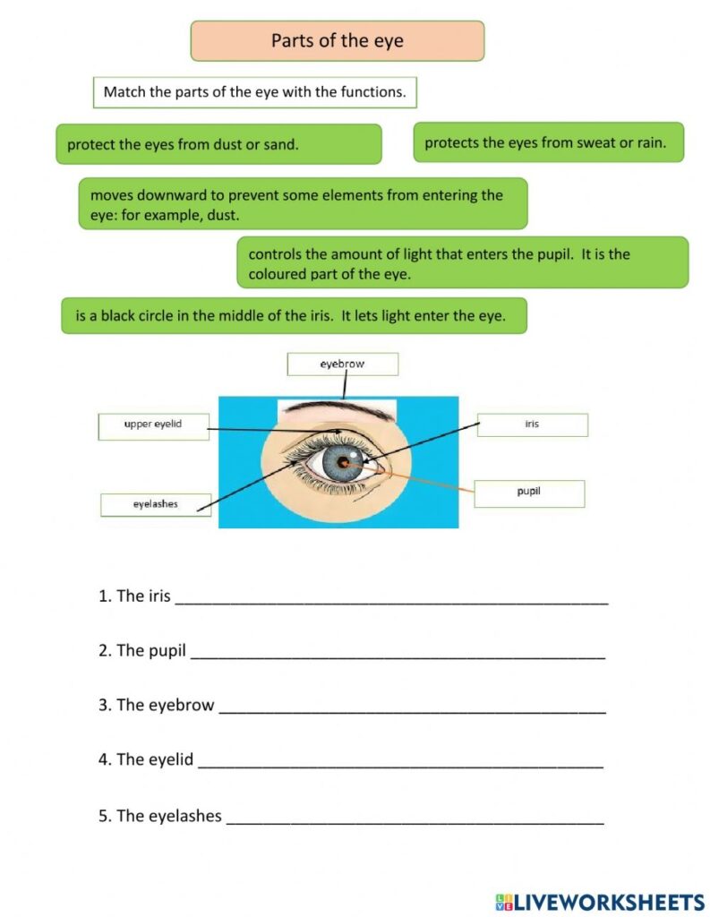 Parts Of The Eye Worksheets Printable Worksheets