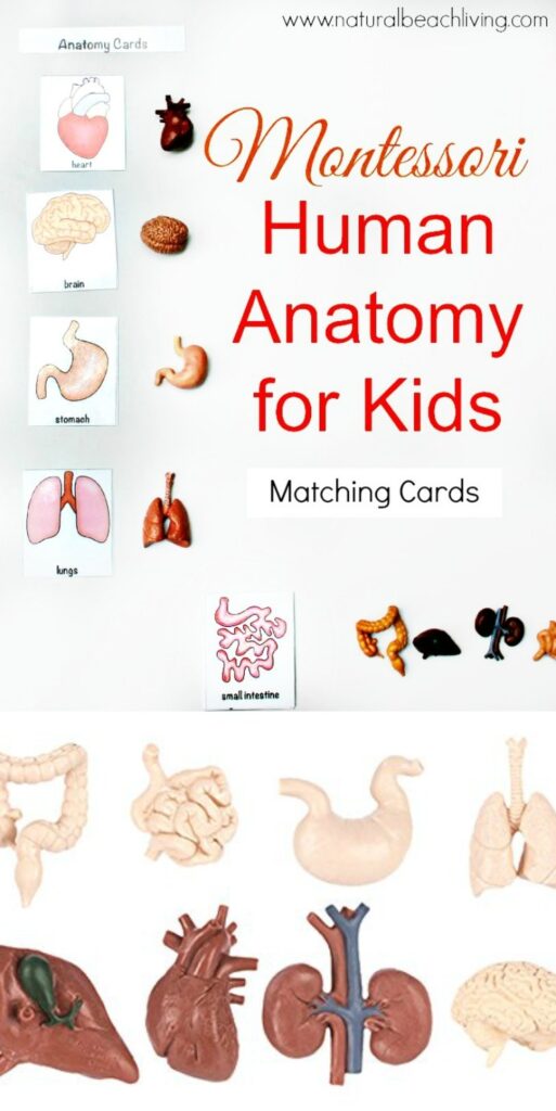 free-printable-anatomy-flash-cards-printable-worksheets