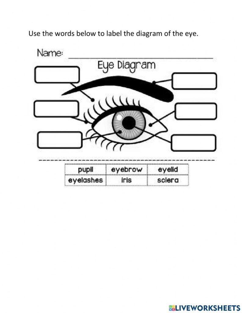 Parts Of The Eye Worksheets Printable Worksheets
