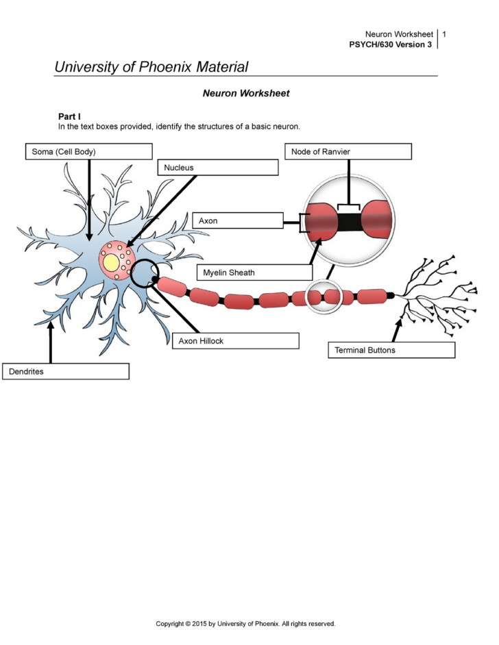 Anatomy Of A Neuron Worksheets Answers Printable Worksheets