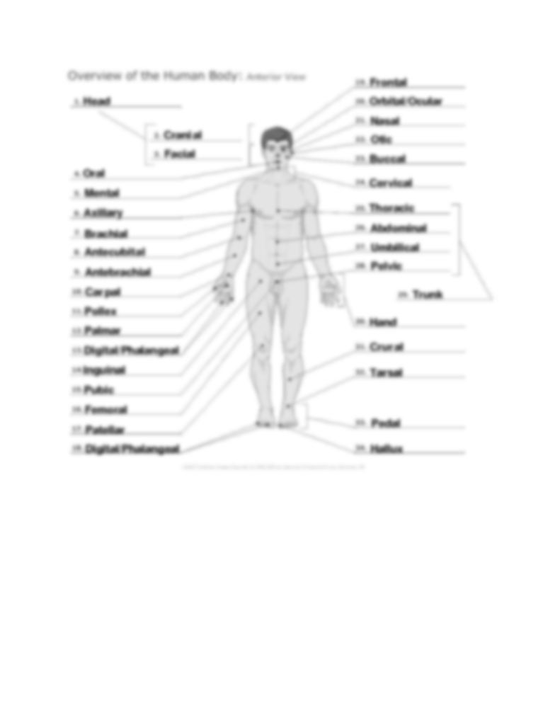 Anatomy Directional Terms Worksheets Answer Key Printable Worksheets