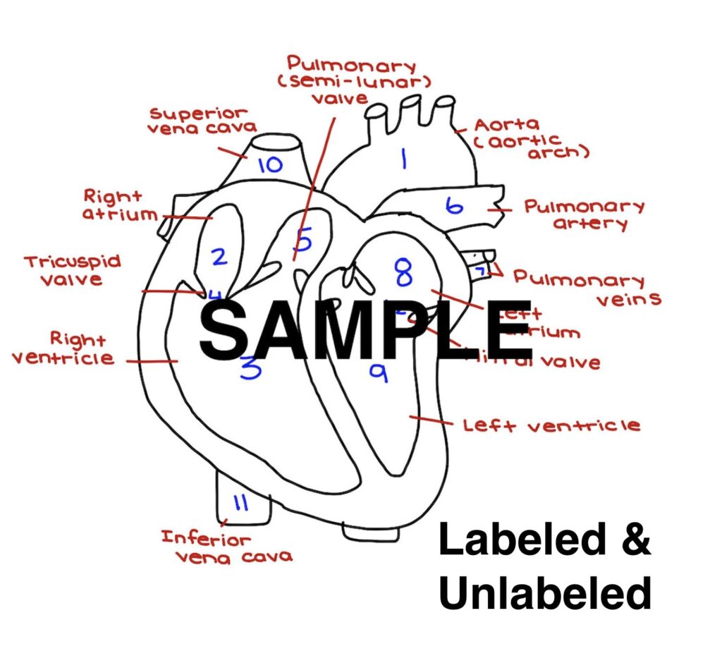 Cardiac Anatomy And Physiology Worksheets Printable Worksheets