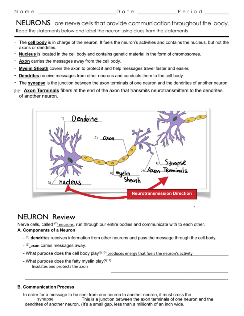 The Anatomy Of Synapse Worksheets Answers