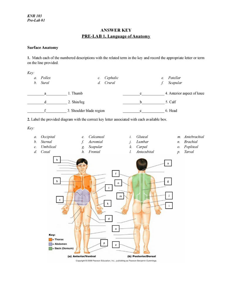 1 Language Of Anatomy Answer Key 2 Pre Lab ANSWER KEY PRE LAB 1 Language Of Anatomy Surface Studocu