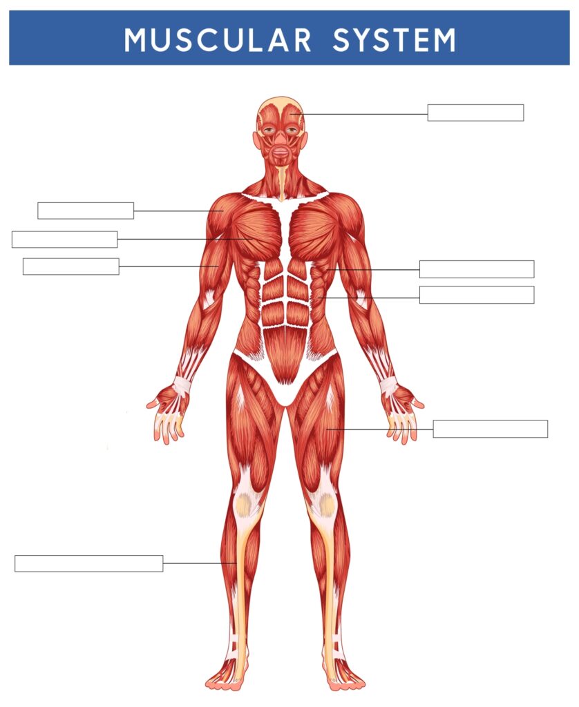 Anatomy Printable Worksheets