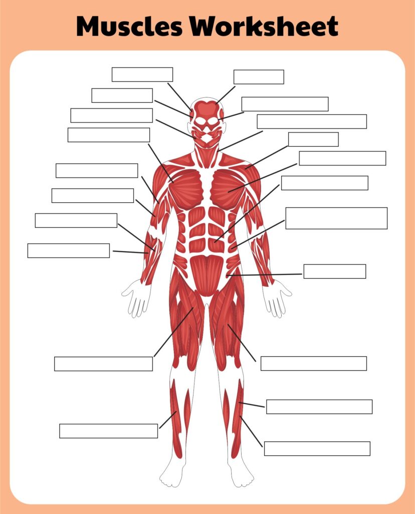 Anatomy Muscle Labeling Worksheets