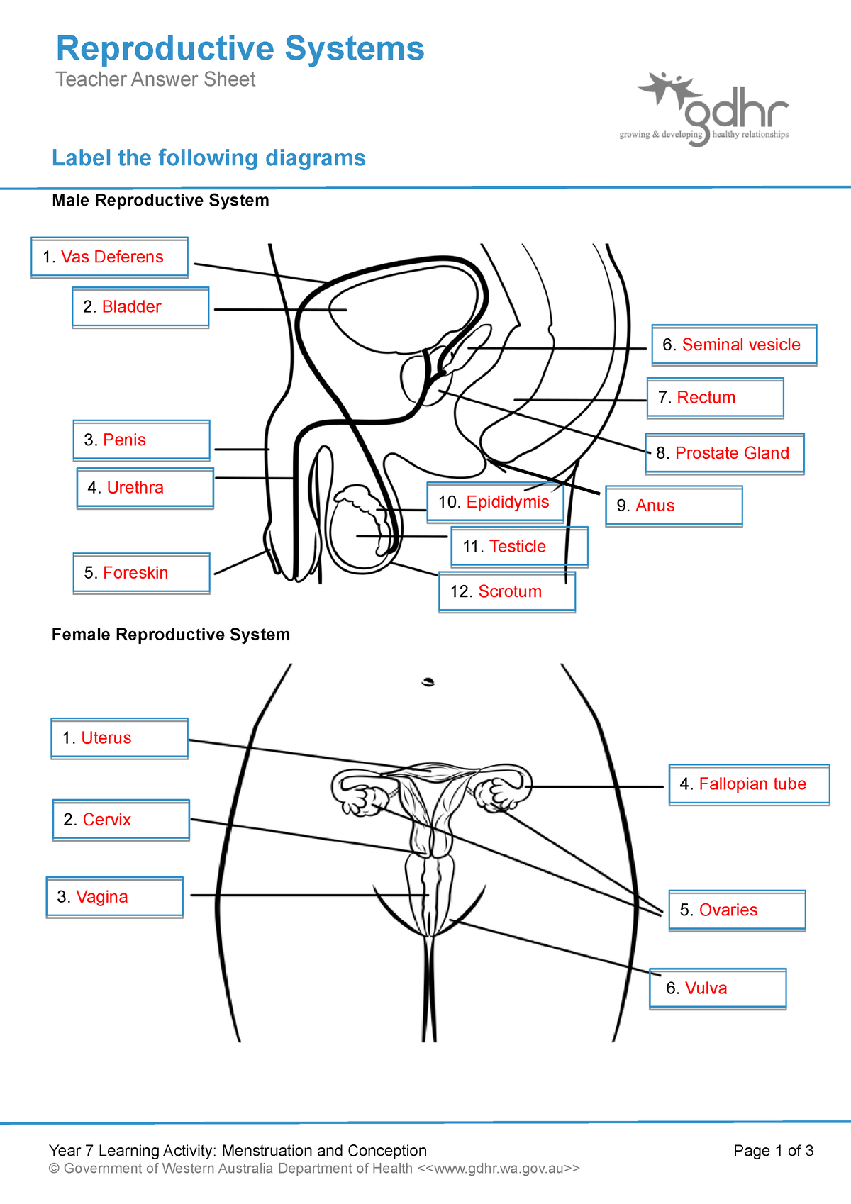 2 1 1 Reproductive Systems Teacher Answer Sheet Label The Following Diagrams Male Reproductive Studocu