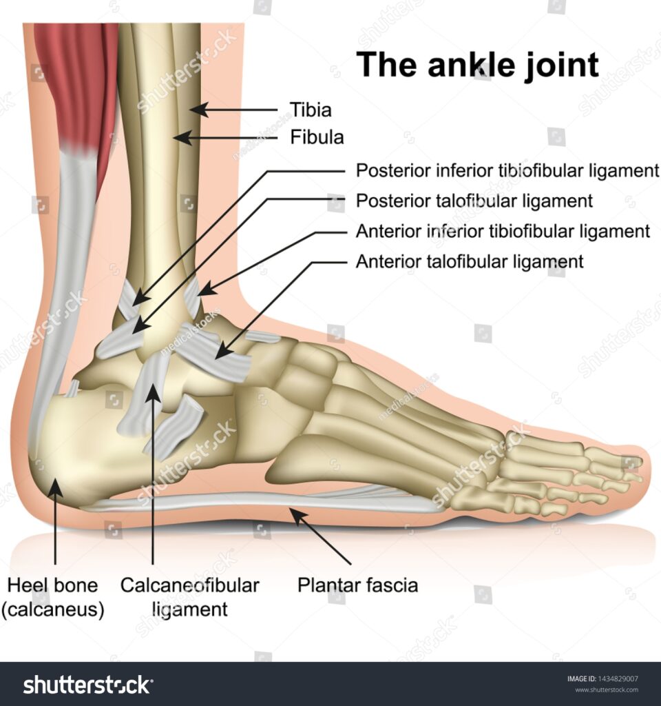 25 504 Ankle Joint Images Stock Photos Vectors Shutterstock