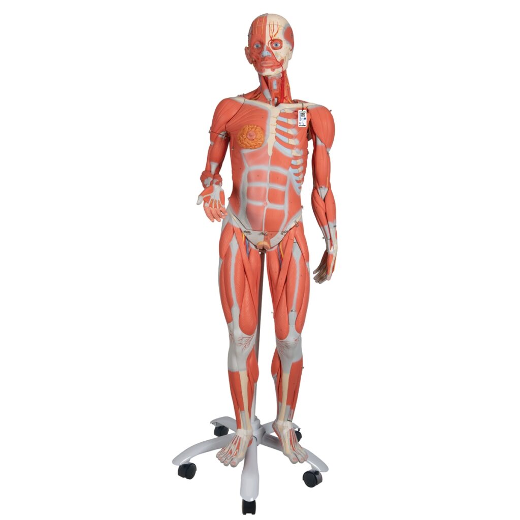 3 4 Life Size Female Human Muscle Model Without Internal Organs On Metal Stand 23 Part 3B Smart Anatomy 1013882 3B Scientific B51 Muscle Models Muscle Figures Musculature Models