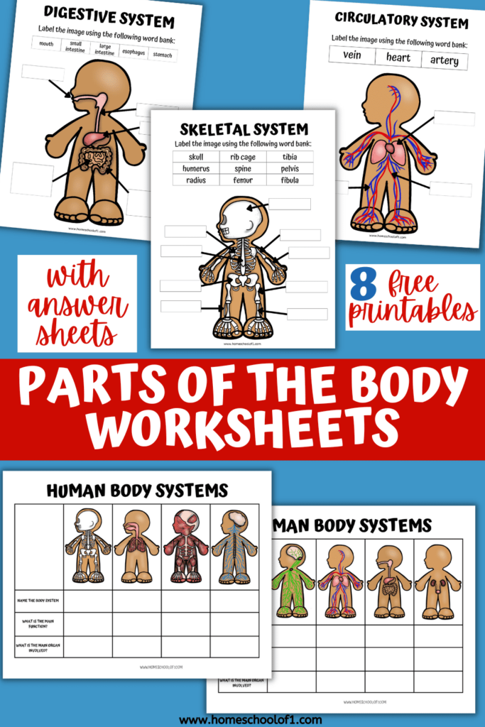 Body Systems Printables For Kids