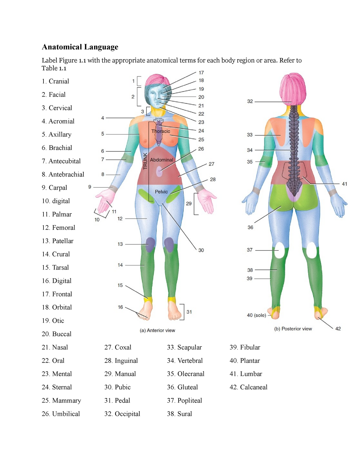 A P 1 Lab Exercise 1 Lab Worksheet Anatomical Language Label Figure 1 With The Appropriate Studocu