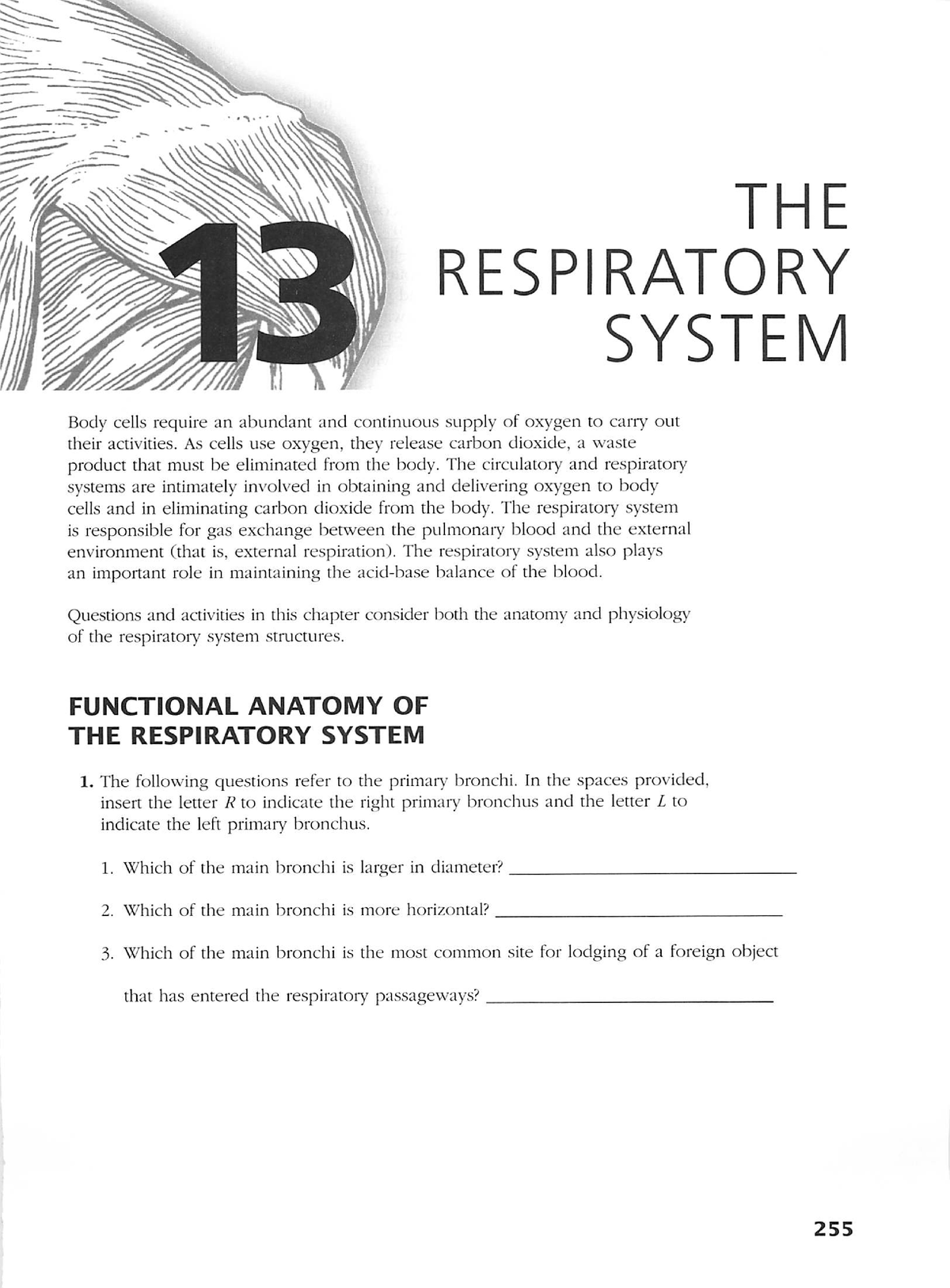 A P Coloring Workbook The Respiratory System THE RESPIRATORY SYSTEM Body Cells Require An Abundant Studocu