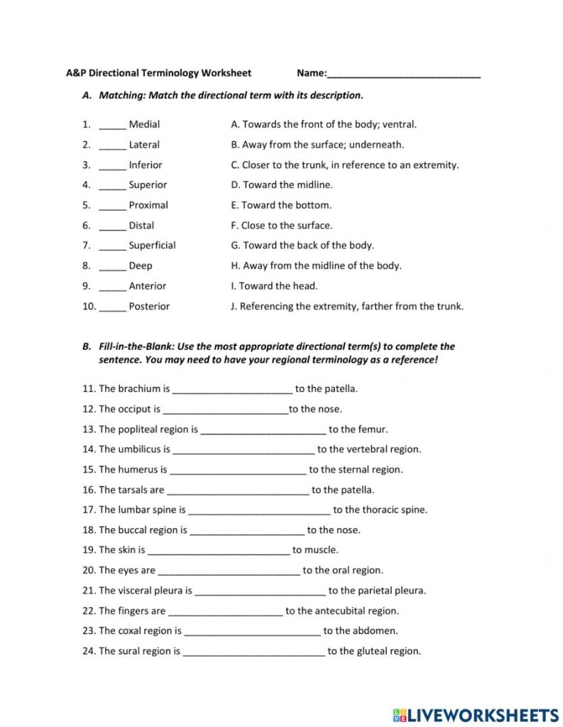 A P Directional Terminology Worksheet Worksheet