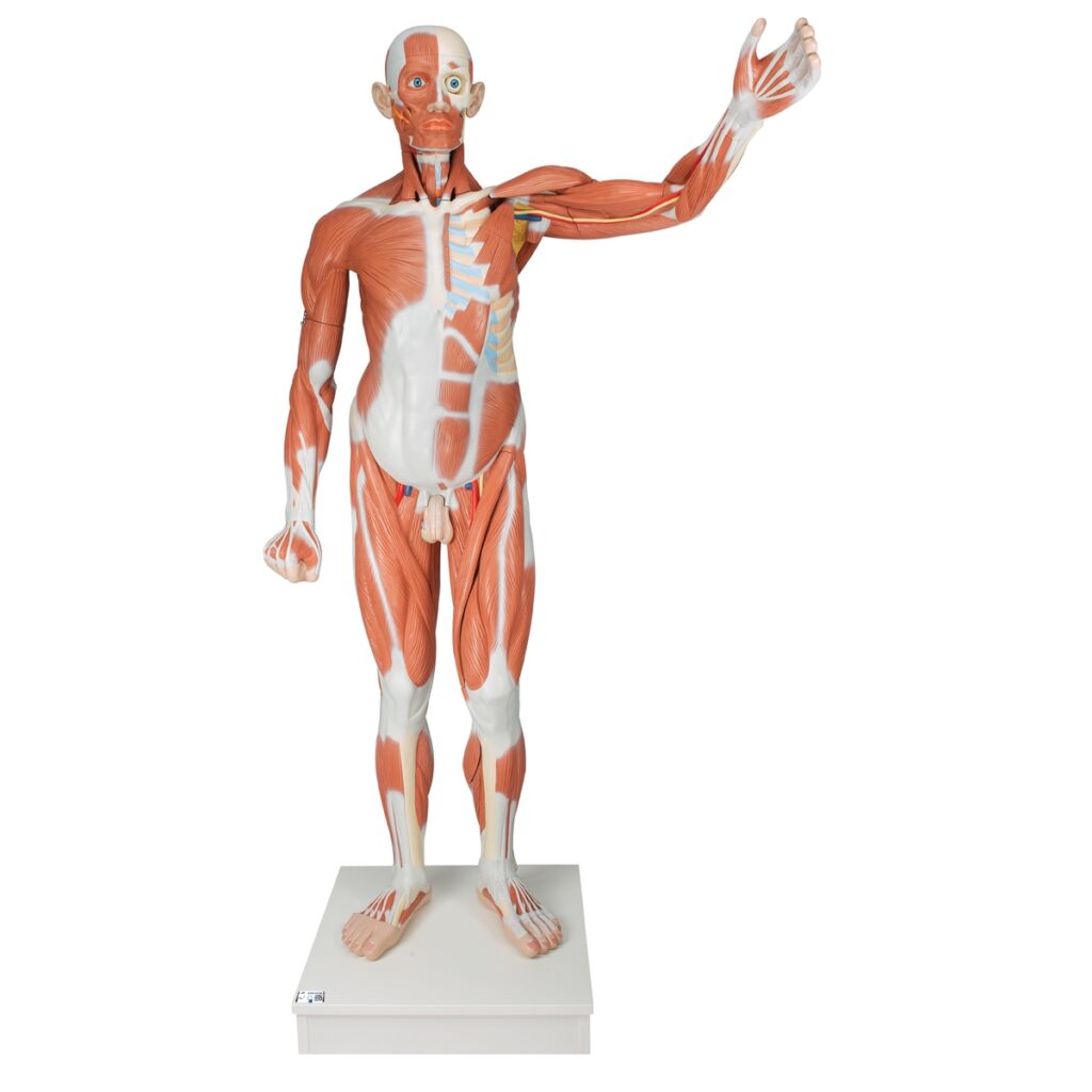 Full Size Human Anatomy Model