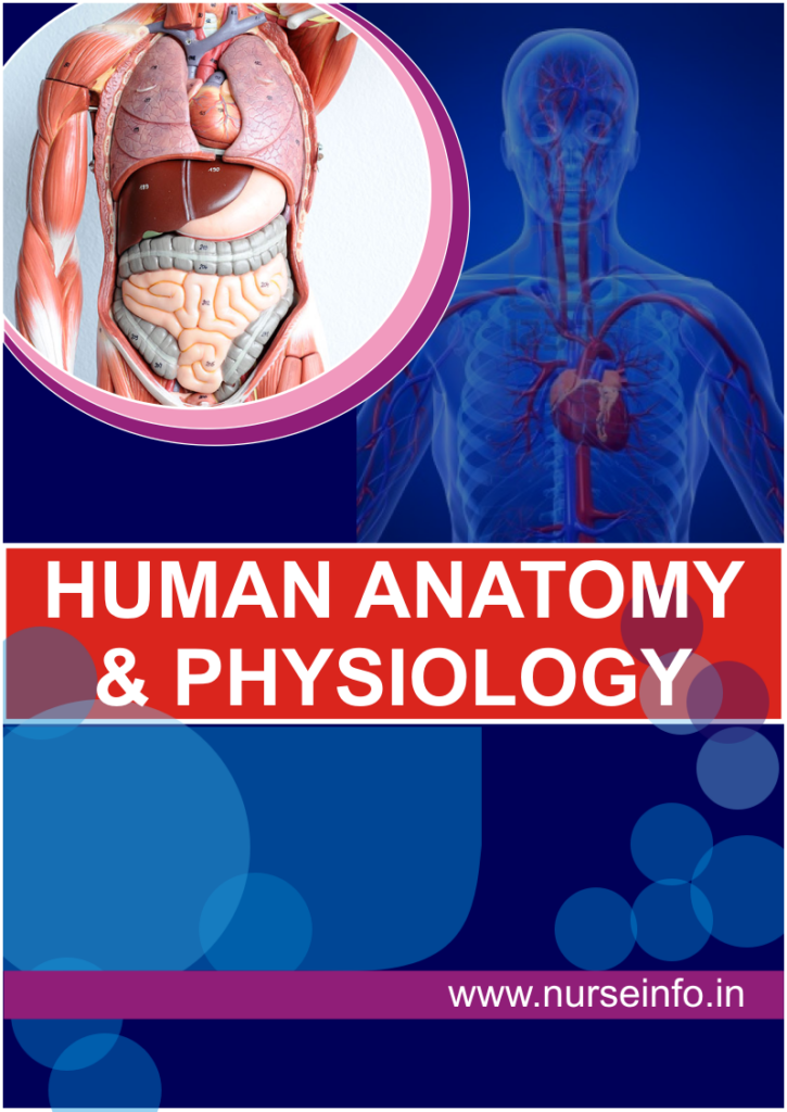 Human Anatomy And Physiology Pdf