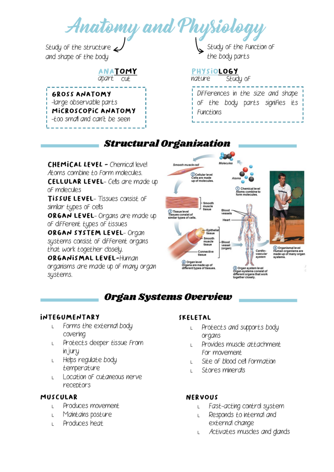 Anatomy And Physiology Printable Notes - Printable Worksheets