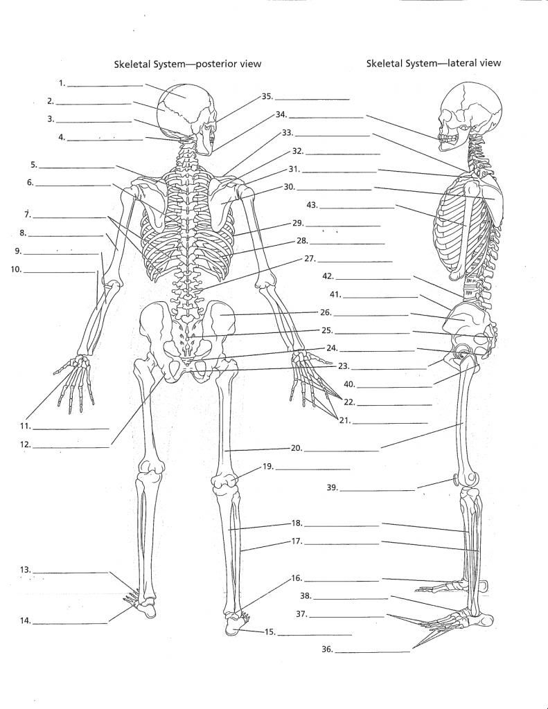 Anatomy Labeling Worksheets Google Search Anatomy And Physiology Skeletal System Worksheet Anatomy Coloring Book