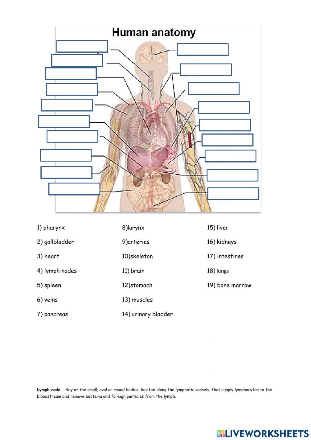 Anatomy Of The Body Worksheet