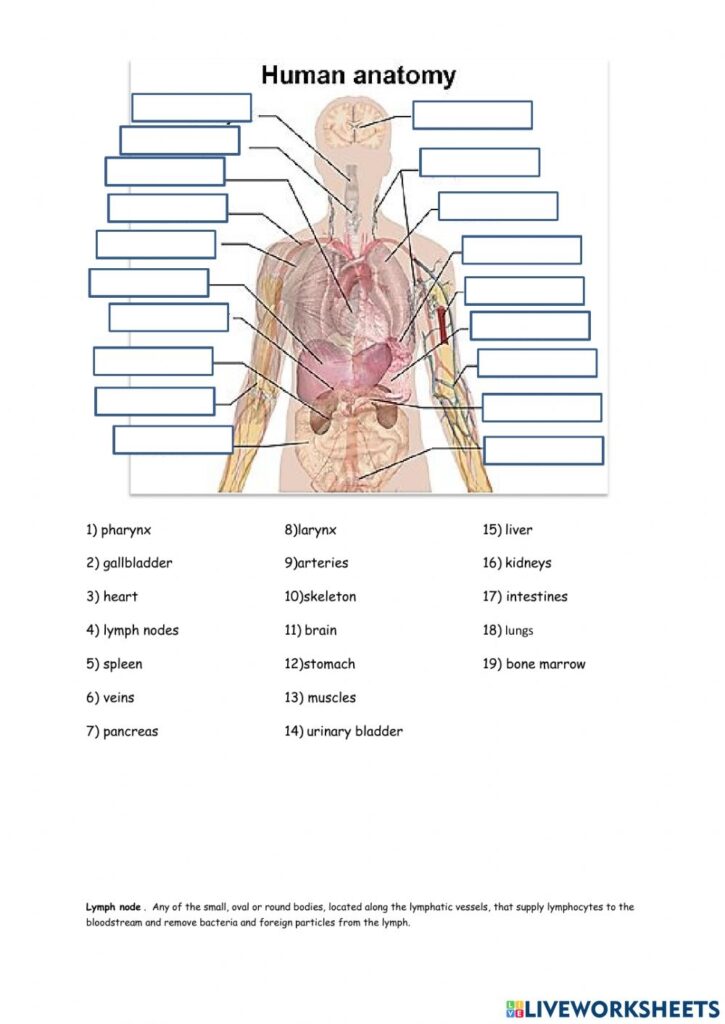 Anatomy Of The Body Worksheet