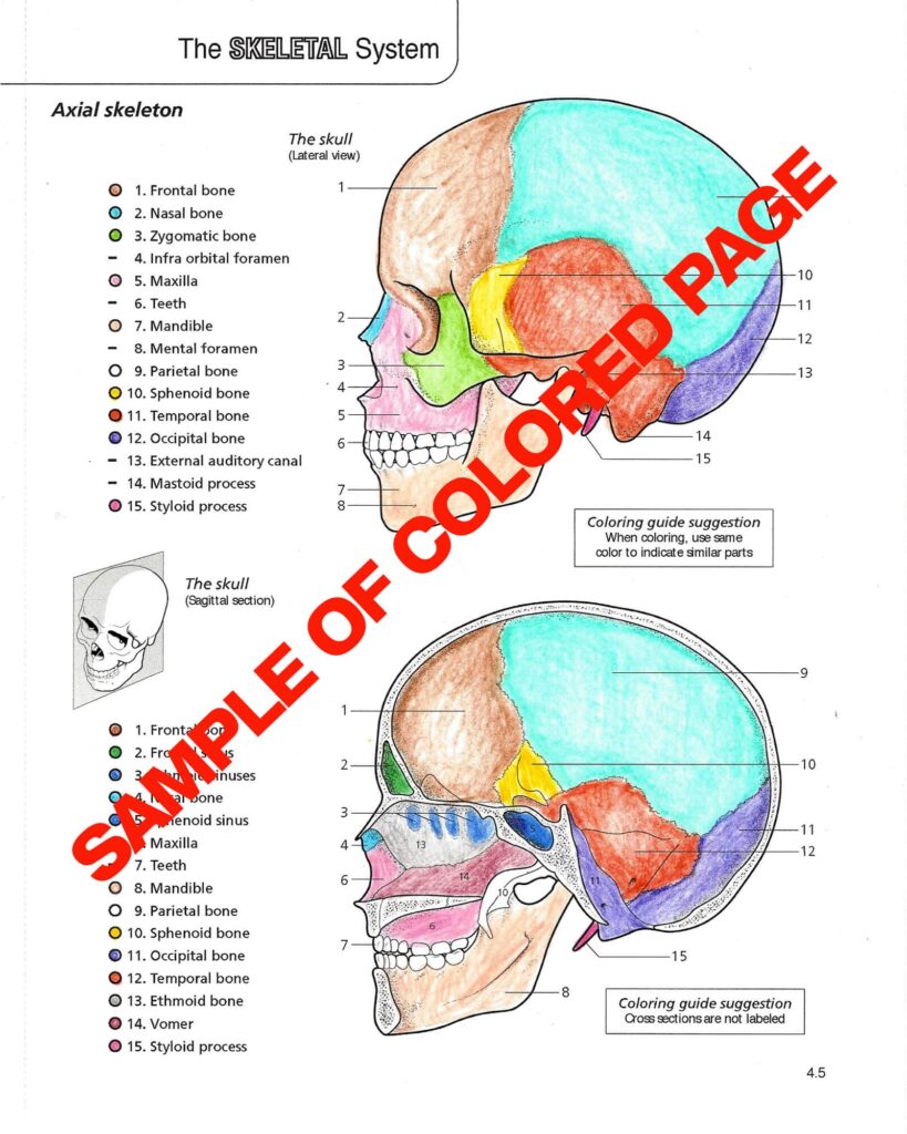 Anatomy And Physiology Coloring Workbook Answers Pdf