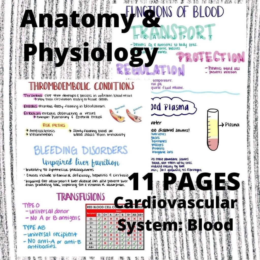 Anatomy Physiology Notes Cardiovascular System Blood Nursing Etsy de