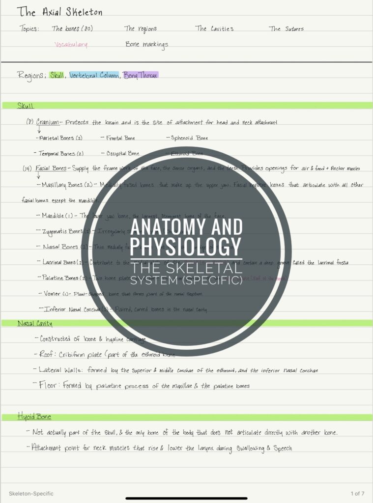 Anatomy Physiology PDF Notes The Skeletal System Specific Etsy de