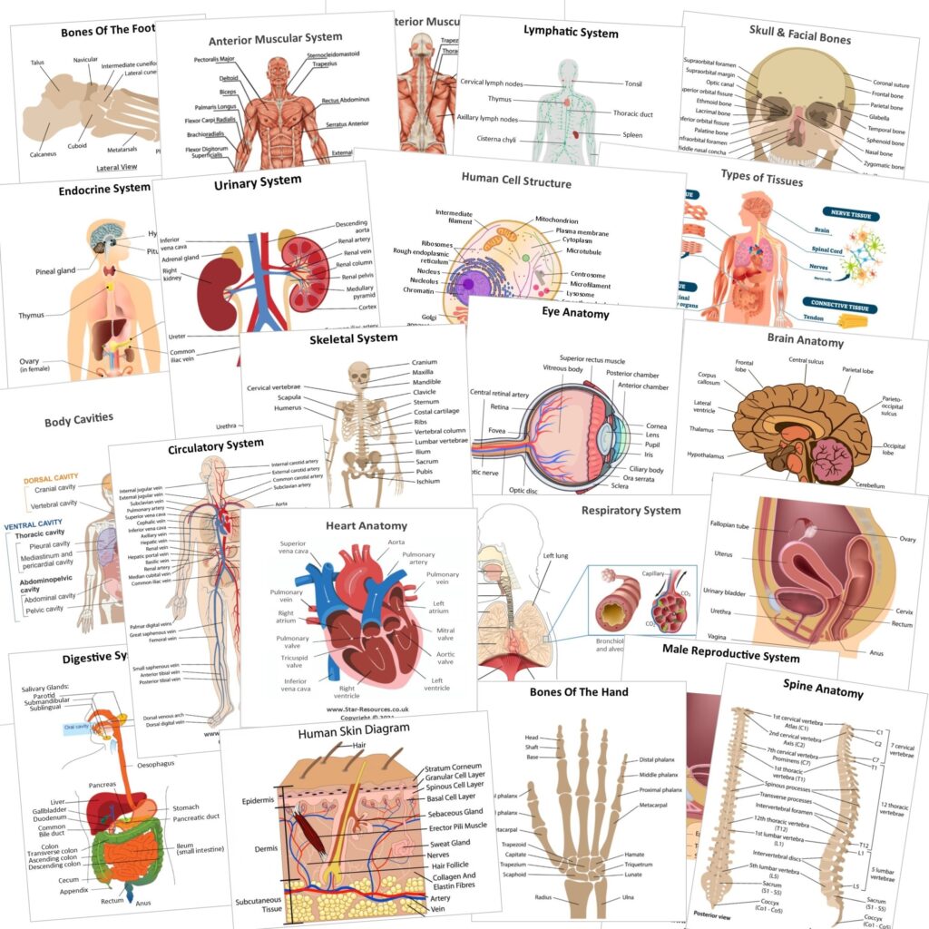 Anatomy Physiology Revision Flash Cards Flashcards For Etsy Denmark