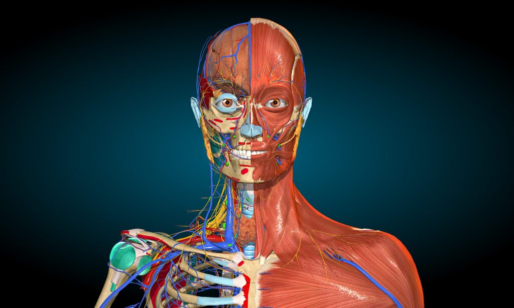 AnatomyLearning 3D Anatomy Atlas Explore Human Body In Real Time By Dr R Blanco Salado