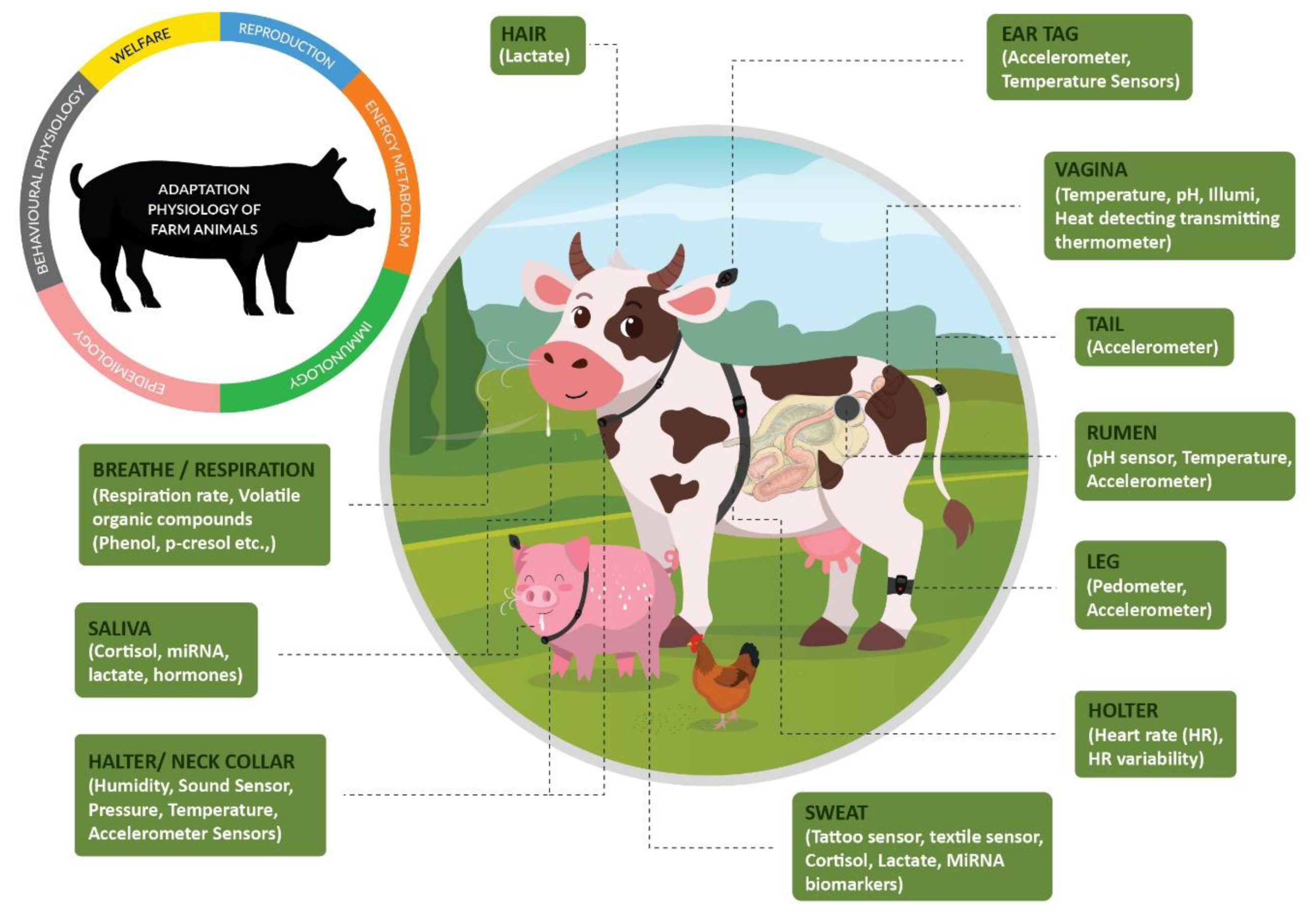 Animals Free Full Text Transforming The Adaptation Physiology Of Farm Animals Through Sensors
