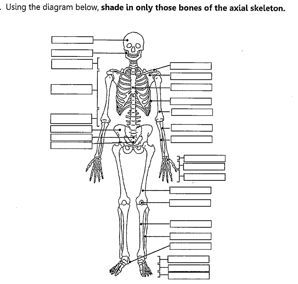 Axial Skeleton Worksheet Fill In The Blank Yahoo Image Search Results Skeletal System Skeletal System Worksheet Skeletal
