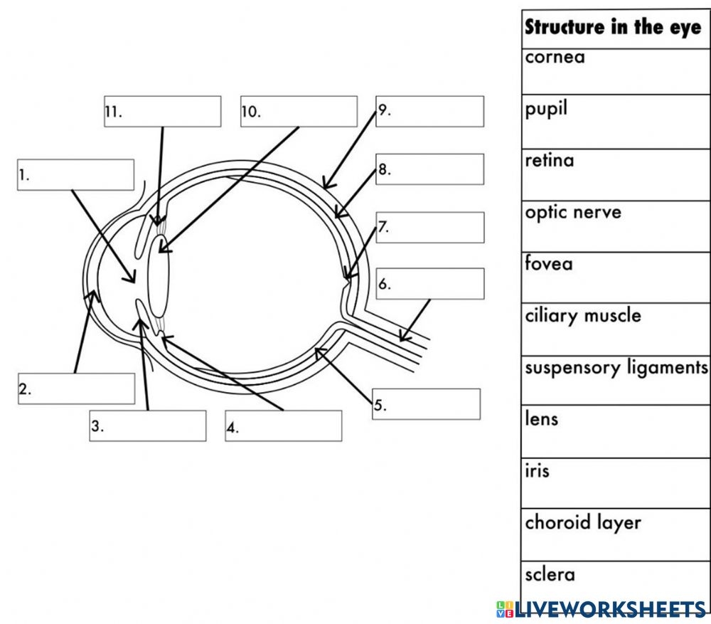 Basic Eye Anatomy Worksheet