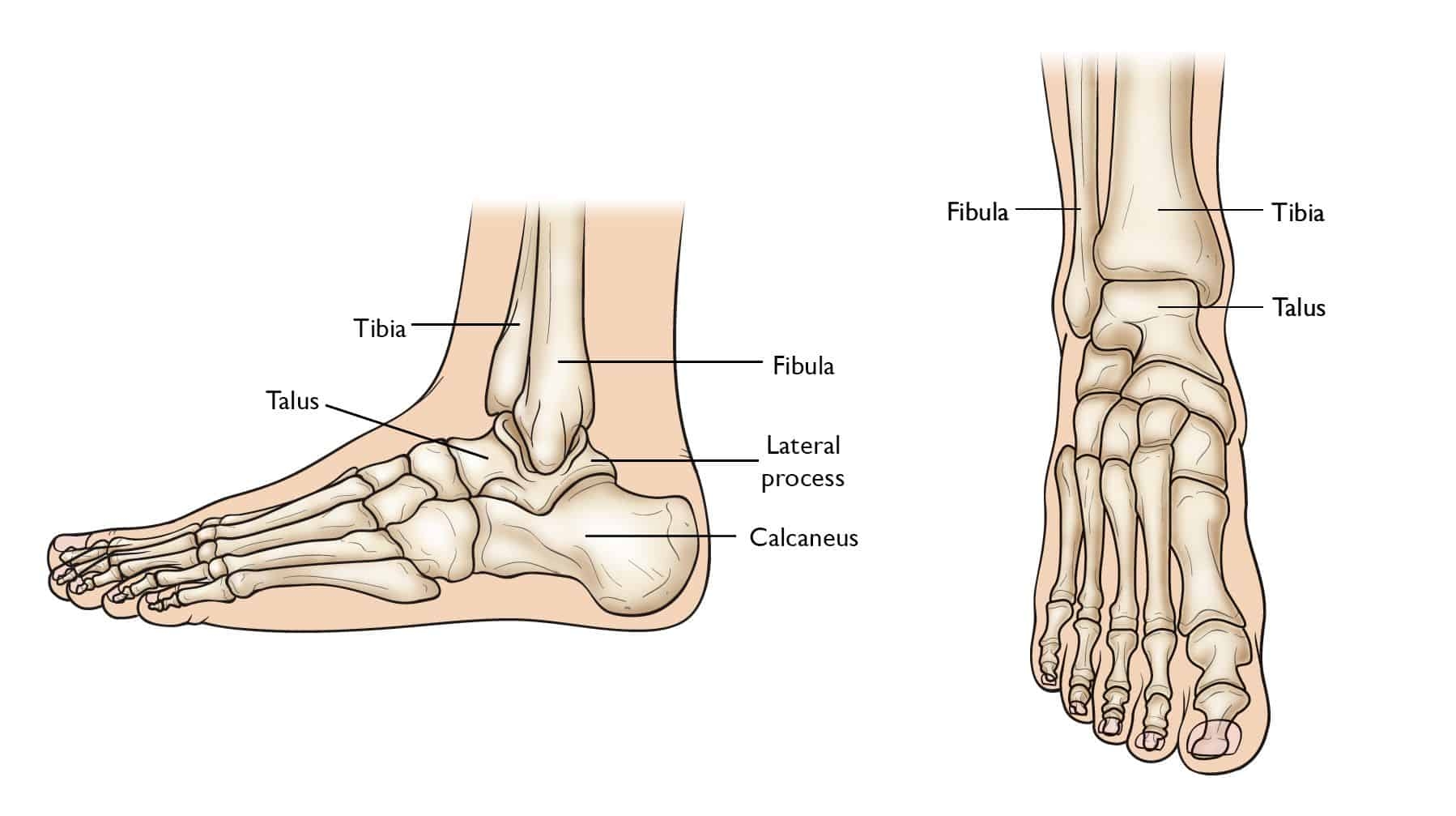 Basics Of Anatomy Ankle Joint Moushu s Pilates Studio