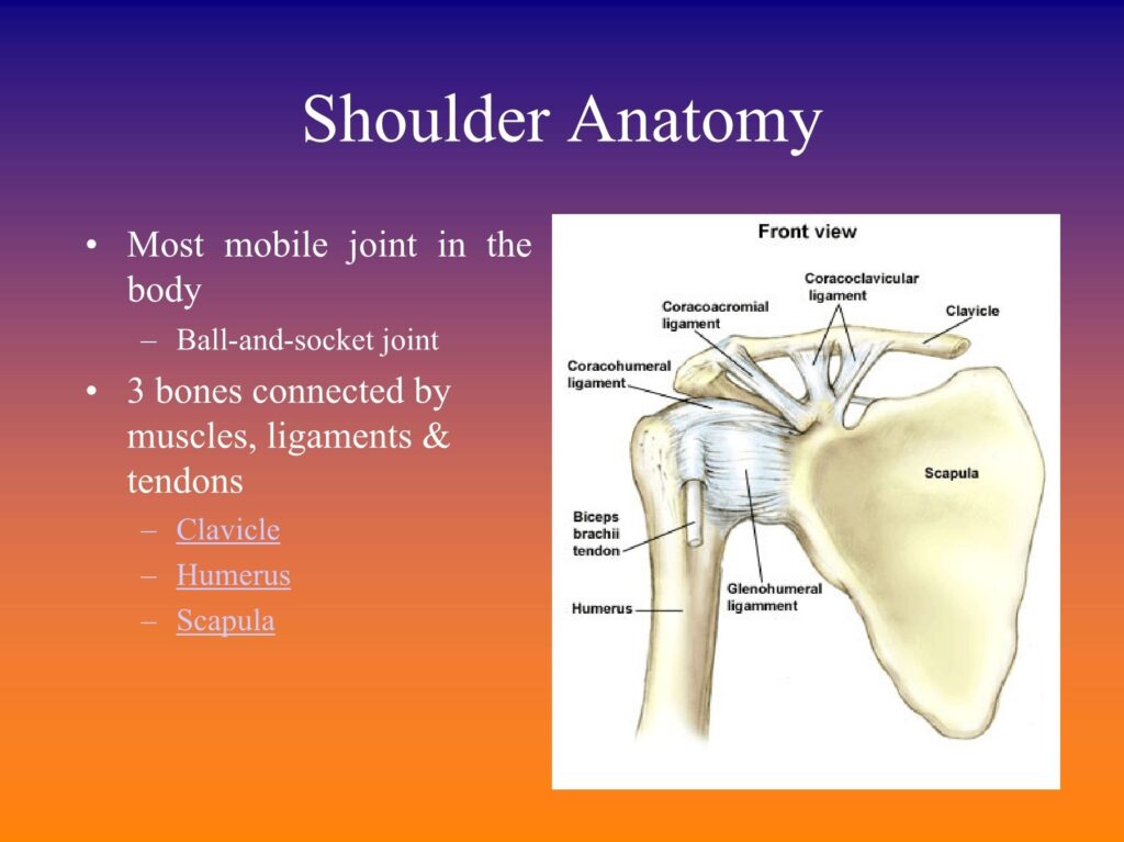 Anatomy Of The Shoulder Pdf