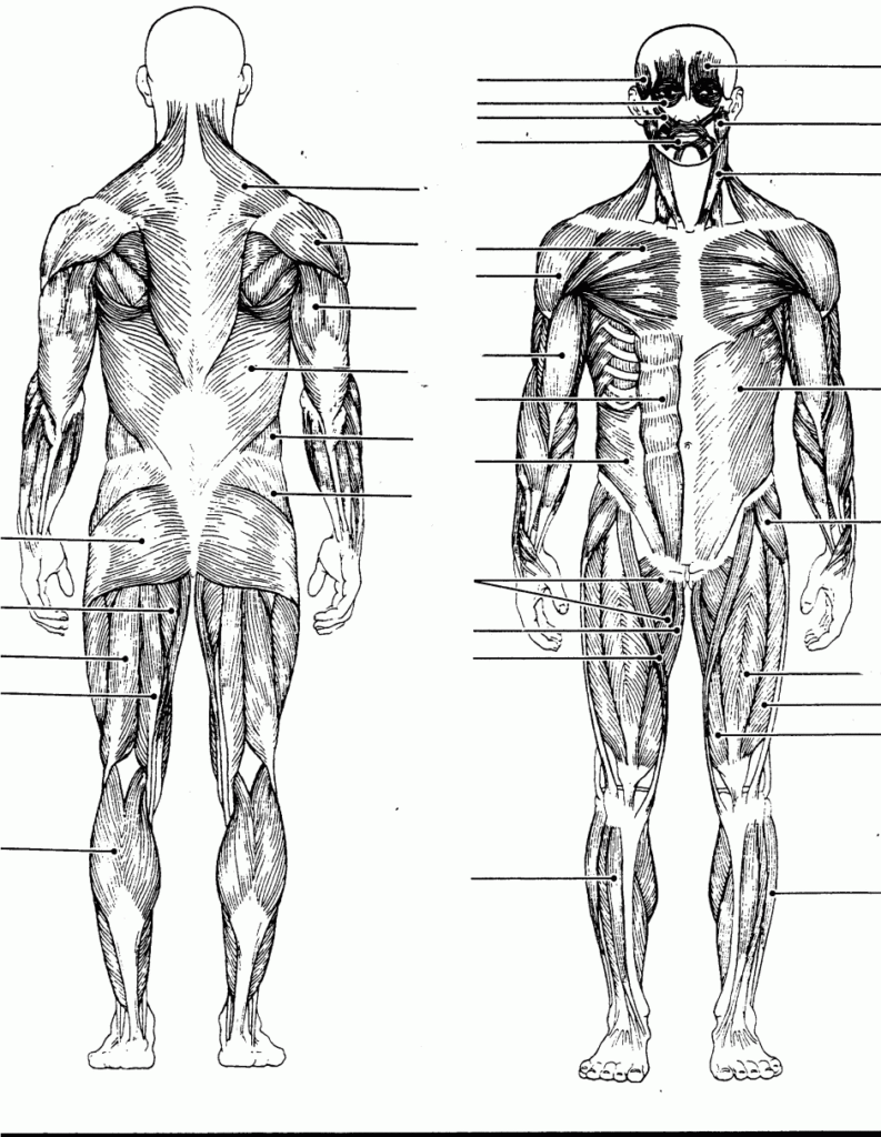 Human Muscle Diagram Printable