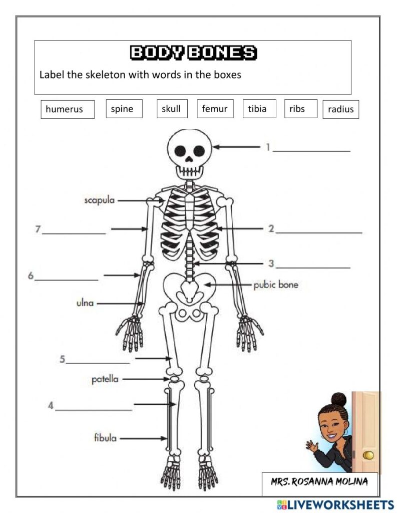 Body Bones Worksheet