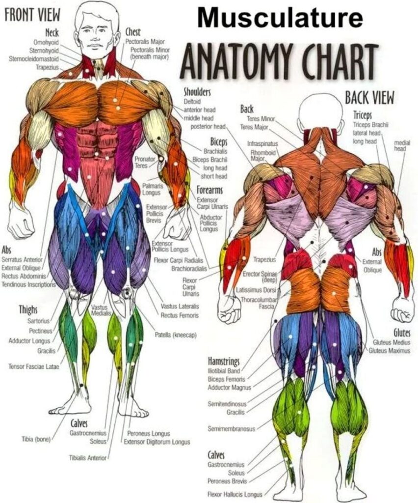 Body Muscle Anatomy Chart Human Anatomy Body Poster Etsy