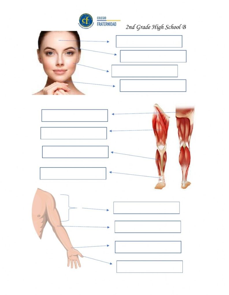 Body Parts Practice Interactive Worksheet
