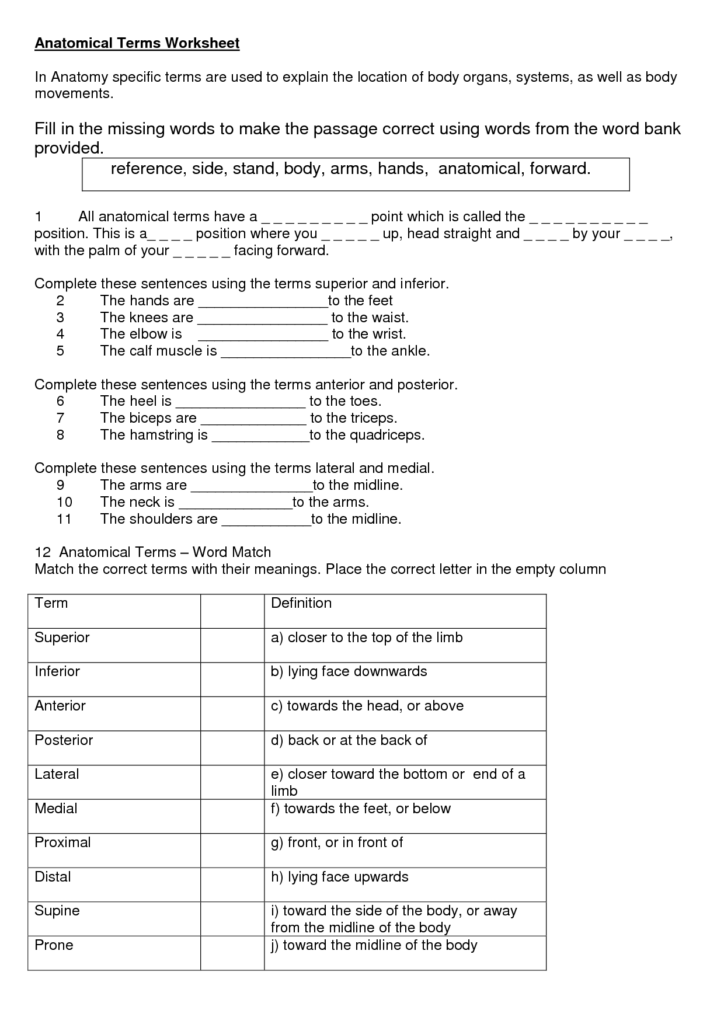 Anatomy Directional Terms Worksheets