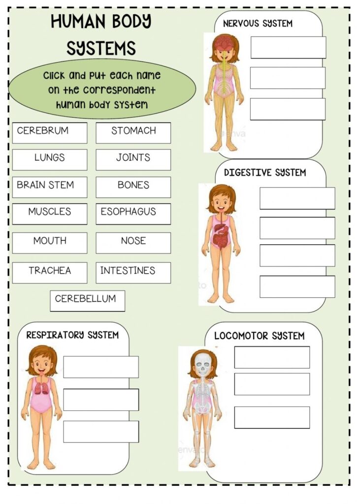 Human Body Systems Worksheets Pdf
