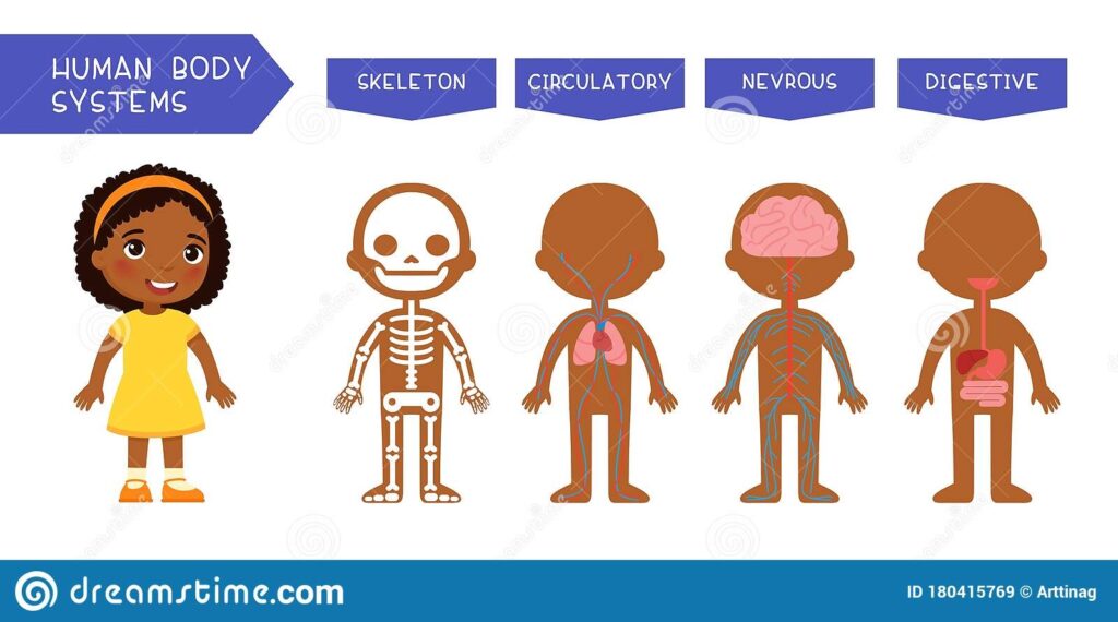 Body Systems Stock Illustrations 1 520 Body Systems Stock Illustrations Vectors Clipart Dreamstime