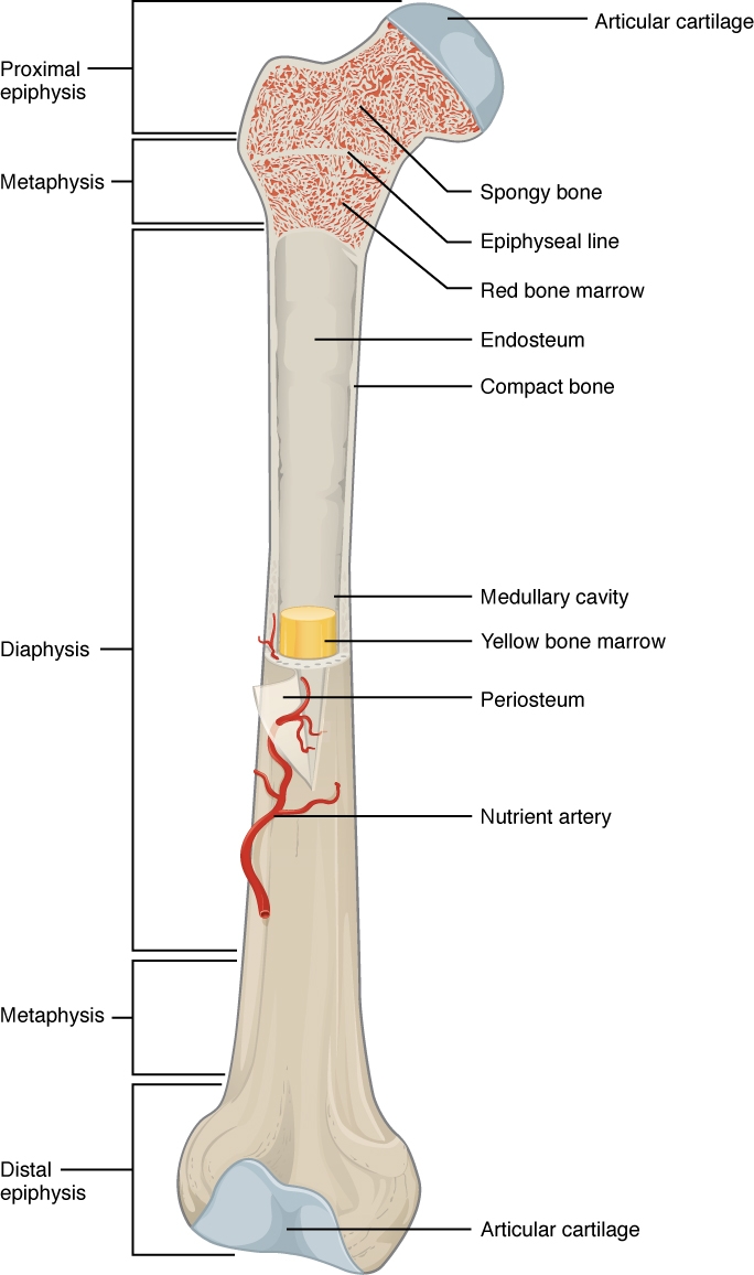 Bone Structure Anatomy Physiology
