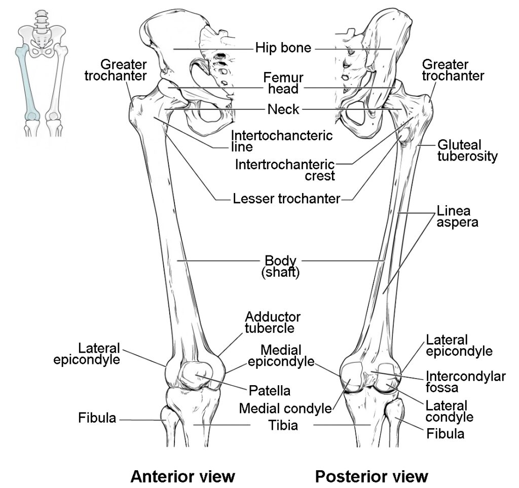 Leg Bones Diagram