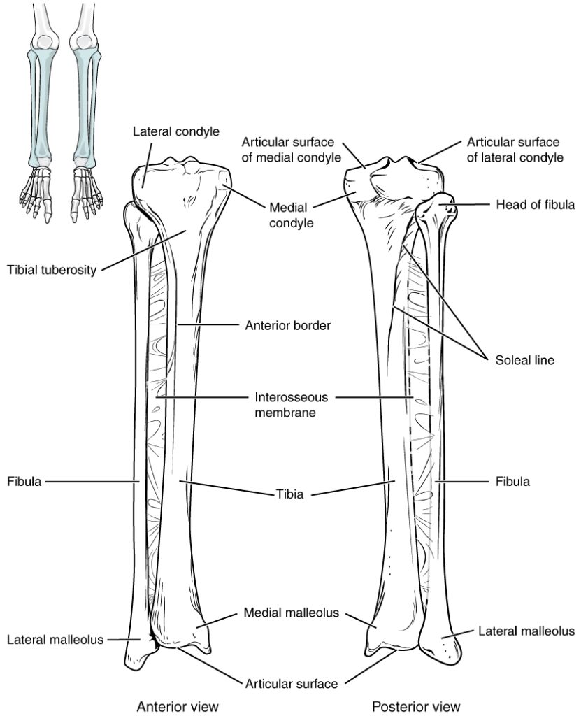 Bones Of The Lower Limb Anatomy Physiology