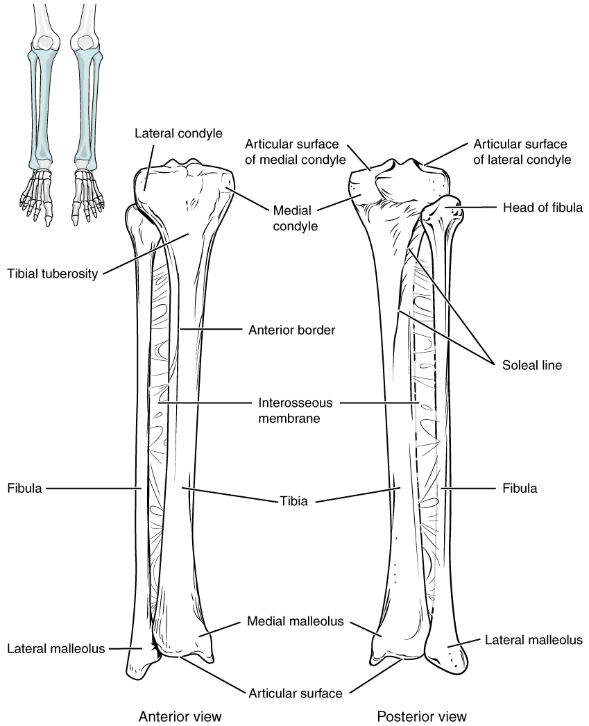 Bones Of The Lower Limb Anatomy Physiology