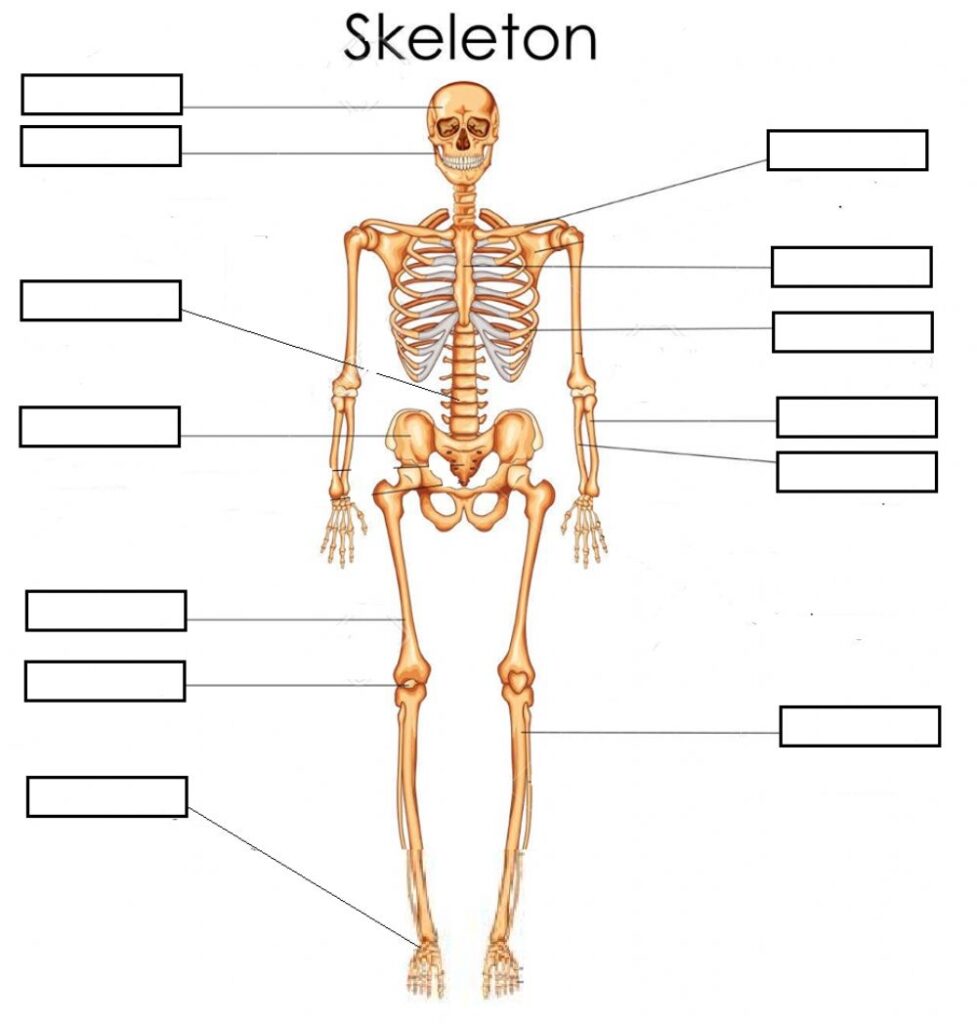 Bones Skeleton Basic Worksheet