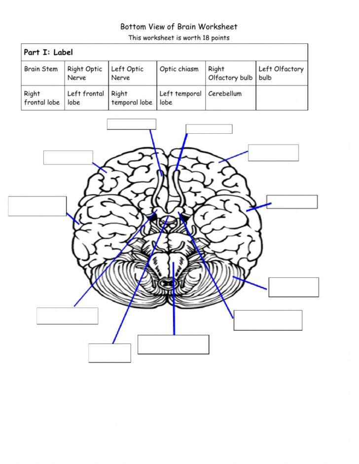 Brain Anatomy Worksheets Pdf - Printable Worksheets