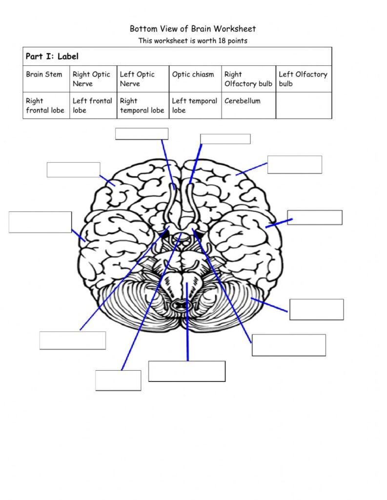 Bottom View Of Brain Anatomy Worksheet