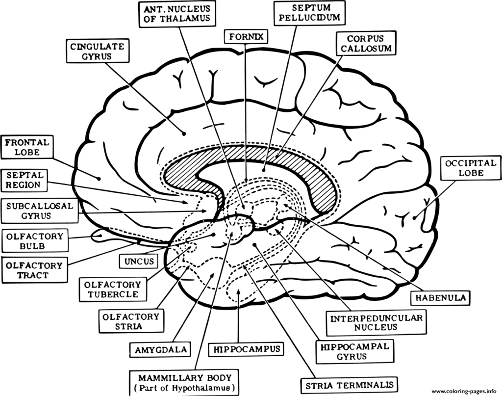 Brain Anatomy Neuroanatomy Coloring Page Printable