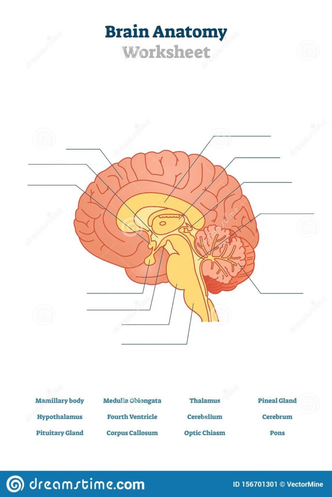 Brain Anatomy Vector Illustration Anatomical Blank Head Organ Structure Stock Vector Illustration Of Head Human 156701301