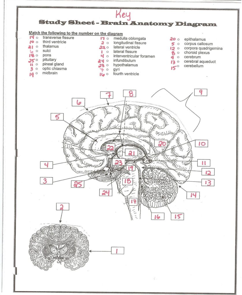Brain Anatomy Worksheets